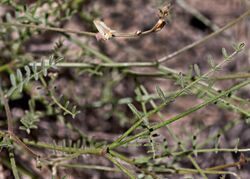 Astragalus shevockii (Little Kern milkvetch) (31828200254).jpg