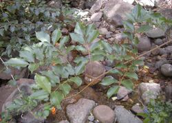 Austrosteenisia blackii habit.jpg