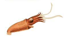 Bathyteuthis-abyssicola.jpg