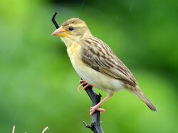 Baya weaver (Ploceus philippinus) female ♀ Photograph by Shantanu Kuveskar.jpg