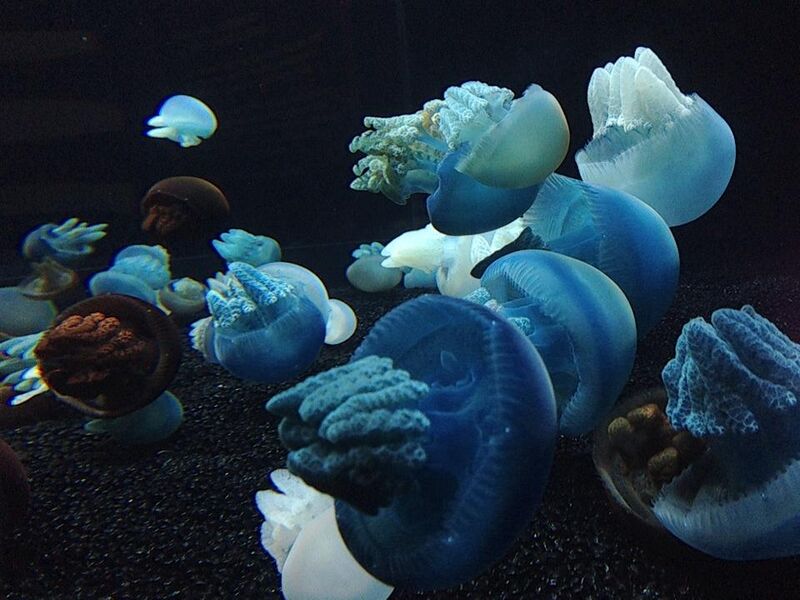 File:Blubber Jellyfish.jpg