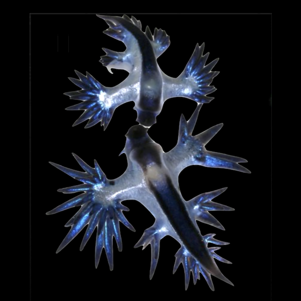 File:Blue sea dragons Glaucus sp.png