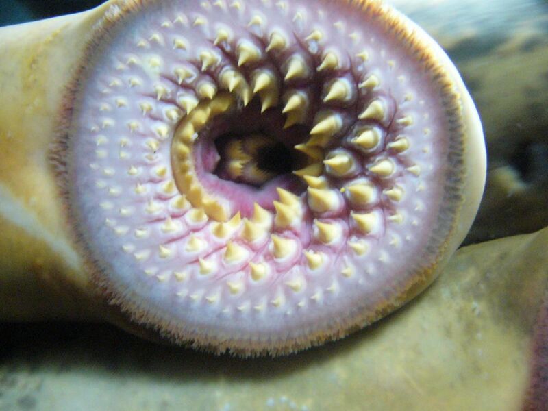 File:Boca de lamprea.1 - Aquarium Finisterrae.JPG
