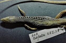 Bonn zoological bulletin - Latastia ornata.jpg