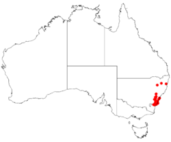 Boronia barkerianaDistMap12.png