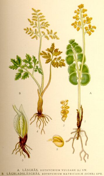 File:Botrychium lunaria-matricariae nf.jpg