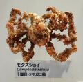 Camposcia retusa - National Museum of Nature and Science, Tokyo - DSC07557.JPG