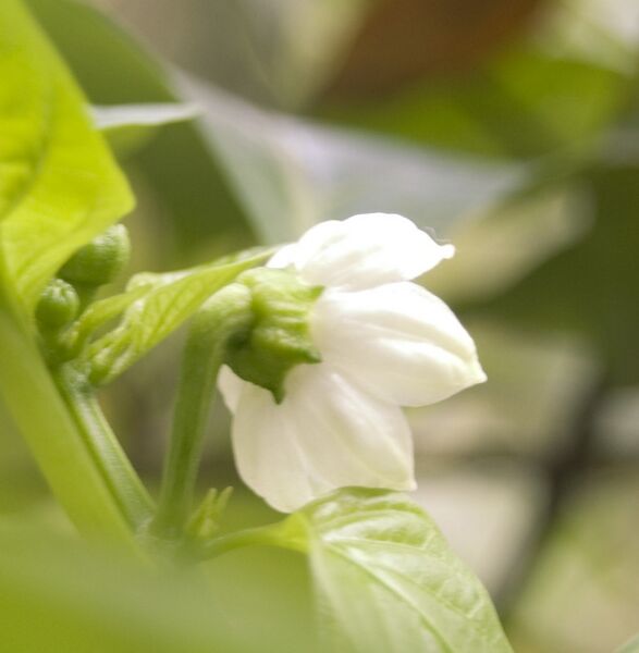 File:Capsicum Annum Flower Closeup.JPG