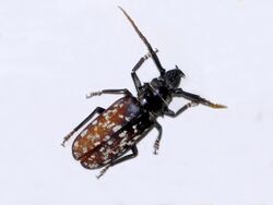 Cerambycidae - Tithoes maculatus.jpg