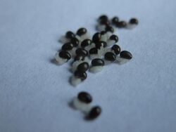 Chelidonium majus seeds.jpg