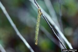 Cingilia catenaria larva.jpg