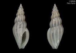 Citharomangelia bianca (MNHN-IM-2000-34670).jpeg