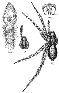 Common Spiders U.S. 193-6.png