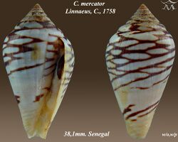 Conus mercator 7.jpg