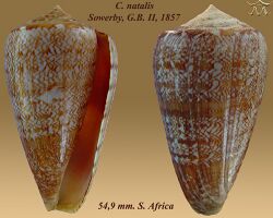 Conus natalis 1.jpg