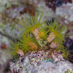 Coral (Cladopsammia gracilis), mar Rojo, Egipto, 2023-04-15, DD 144.jpg