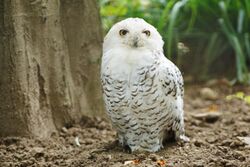 Cross-eyed owl.jpg