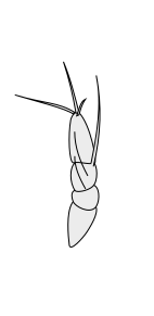 File:Crustacean antenna - Copepoda Cyclops 1st-antenna.svg