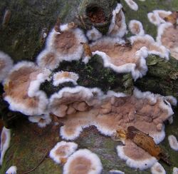 Cylindrobasidium-evolvens-fungus.jpg