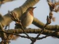 Dark Throated Thrush in Temple of Heaven.JPG