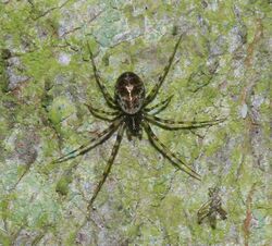 Drapetisca socialis (Invisible Spider) - Flickr - S. Rae.jpg
