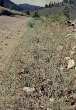 Eriastrum sparsiflorum (5202208242).jpg