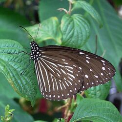 Euploea mulciber.jpg