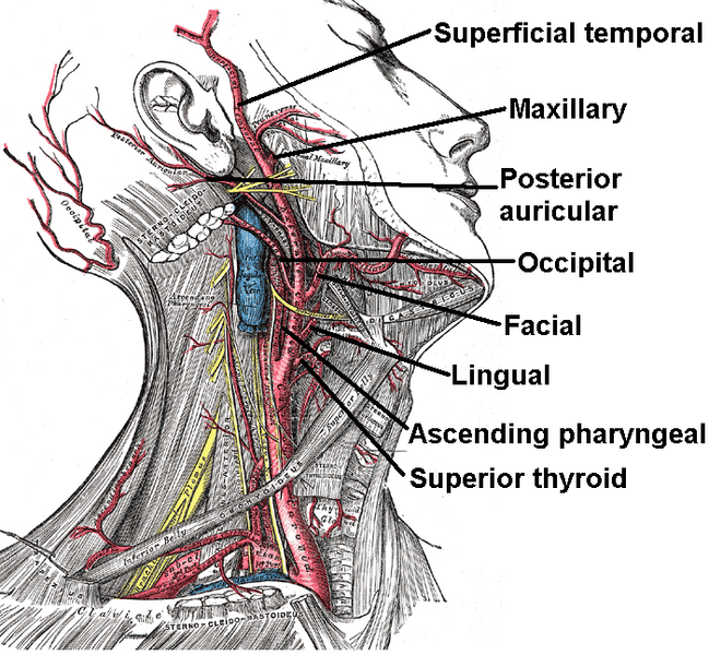 File:External carotid artery.png