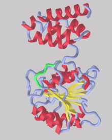 gif of FAM86B1 protein structure predicted by AlphaFold. Shows the FAM86 domain, the smaller of the two protein domains and consisting of several alpha helices, and the AdoMet MTases domain, consisting of a beta sheet surrounded by a few alpha helices, as well as the separation of the two domains, which have a thin and flexible link, making the protein roughly form a "S" shape.