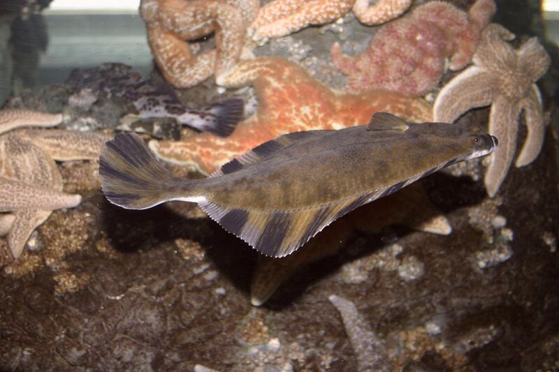 File:Fish4020 - Flickr - NOAA Photo Library.jpg