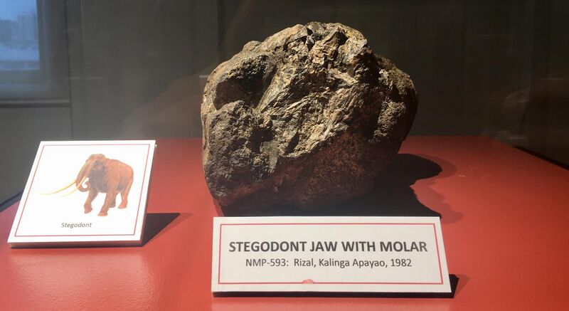 File:Fossilized stegodon’s jaw with molar displayed at Philippine National Museum.jpg
