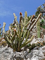 Fox Tail Cactus (Espostoa guentheri) (34991631493).jpg