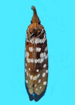 Fulgoridae - Pyrops maculatus.JPG