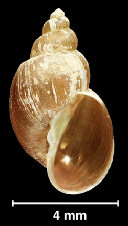 Galba schirazensis shell.png