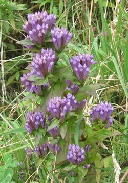 Gentianella quinquefolia 001.jpg