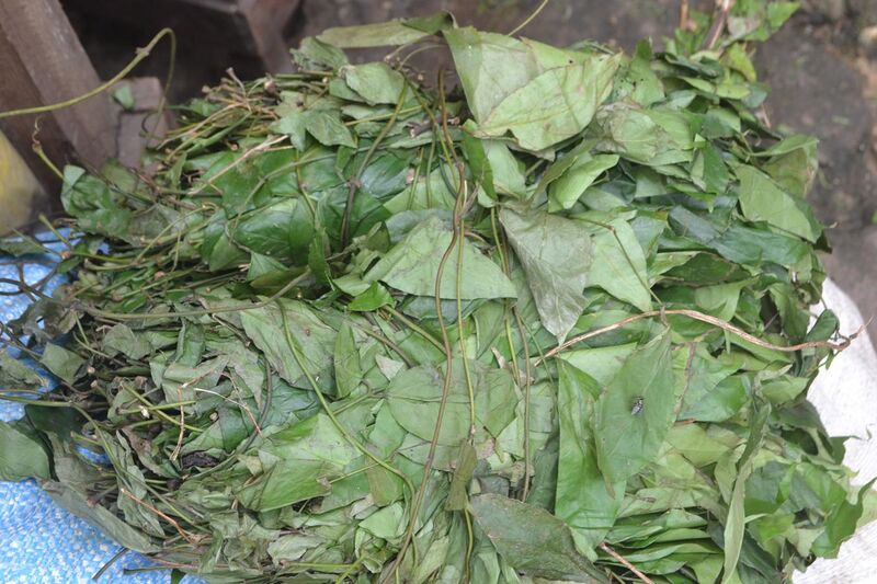 File:Gnetum africanum Leaves (Eru, Okok).jpg