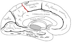 Gray727 marginal sulcus.svg