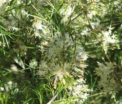 Grevillea corrugata.jpg