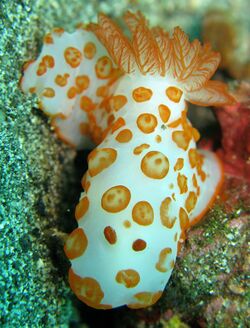 Gymnodoris impudica.jpg