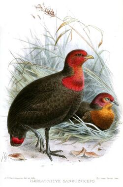 Illustration of male and female crimson-headed partridge