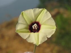 Hewittia malabarica - Malabar Bindweed at Kunnathurpadi 2018 (1).jpg
