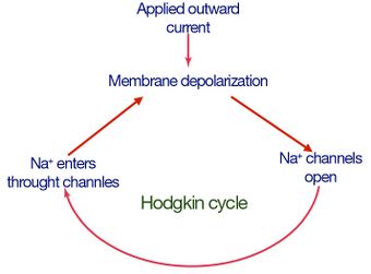 Hodgkin-Cycle.jpg