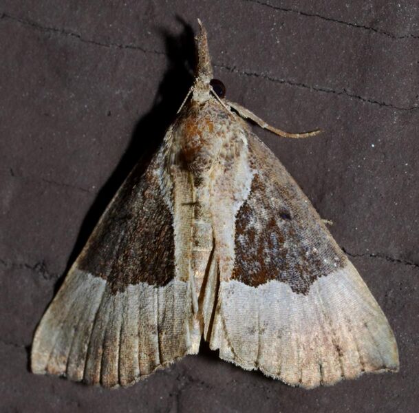 File:Hypena bijugalis – Dimorphic Bomolocha Moth (15521111585).jpg
