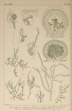 Icones of Japanese algae (Pl. LXV) (6049914759).jpg