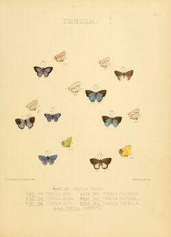 Illustrations of diurnal Lepidoptera 57.jpg