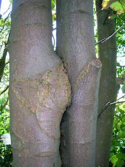 Inosculated Sycamore trees.JPG