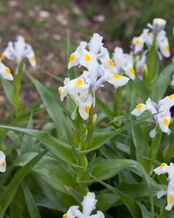 Iris magnifica - Fleur-2.jpg