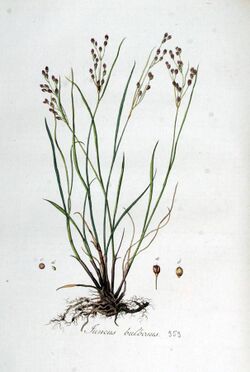Juncus bulbosus — Flora Batava — Volume v5.jpg