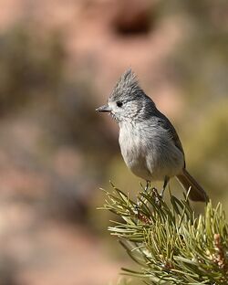 Juniper Titmouse2.jpg