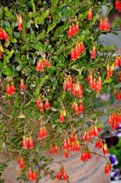 Kalanchoe 'Tessa'-'Tessa' Kalanchoe თავქვია კალანხოე.JPG